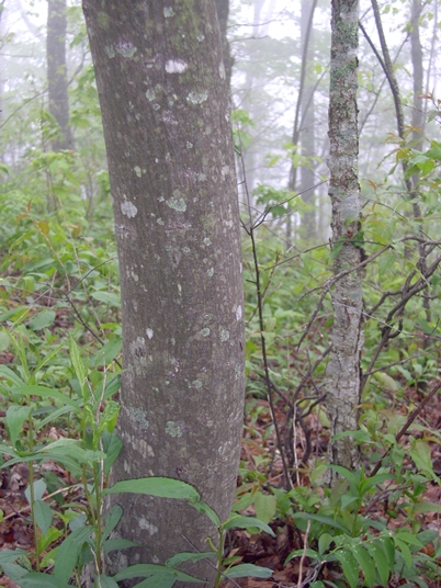 {Amelanchier arborea}